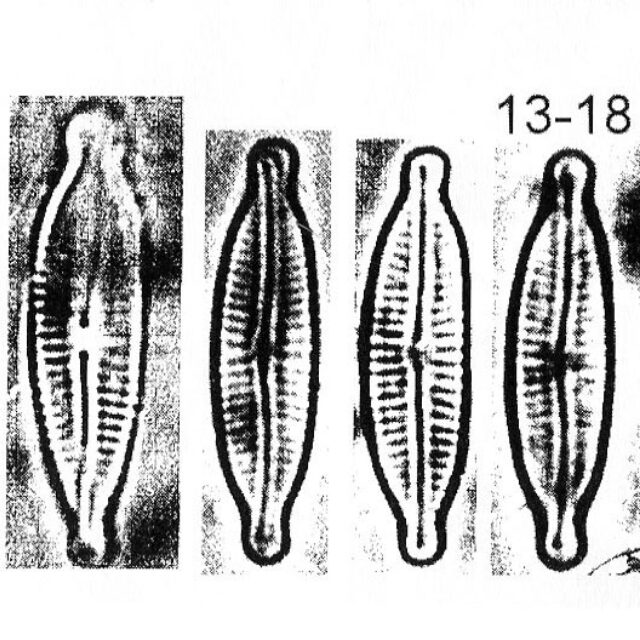 Encyonopsis Microcephala Origimag001