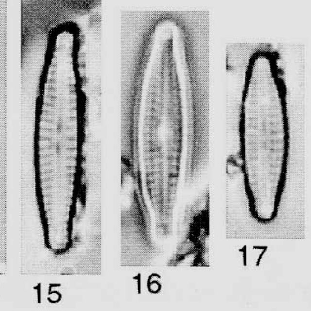 Encyonopsis Moseri Origimag01027