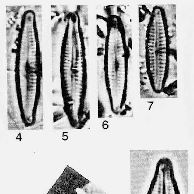 Encyonopsis Moseri Origimag02028