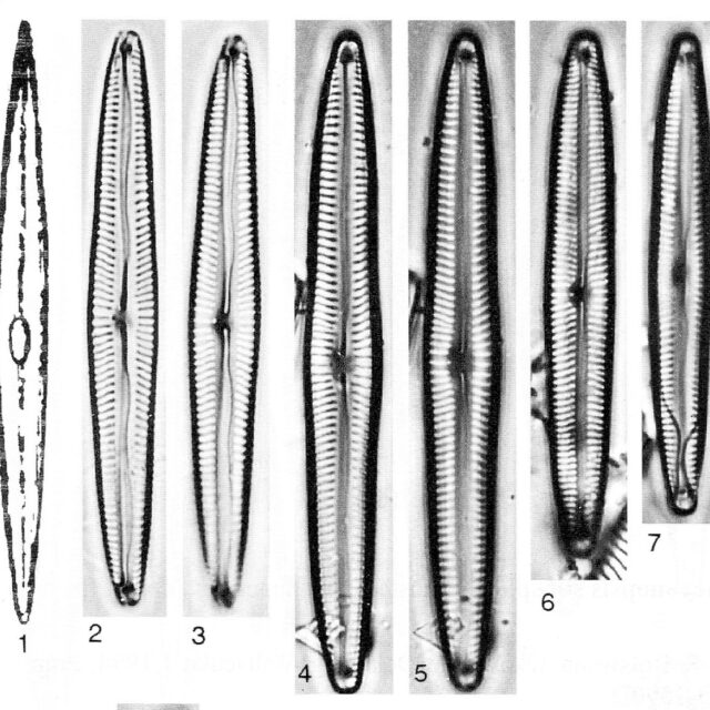 Encyonopsis Neoamphioxys Origimag002