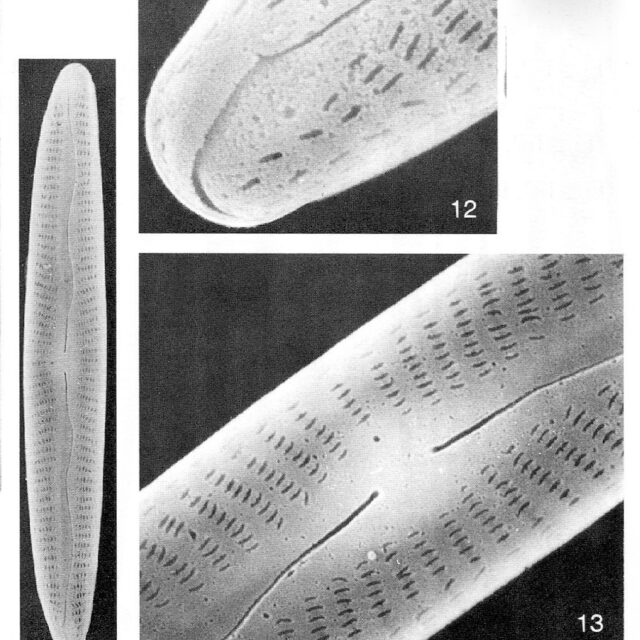 Encyonopsis Neoamphioxys Origimag003