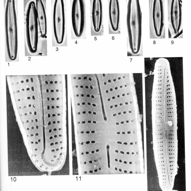 Encyonopsis Perborealis Origimag025