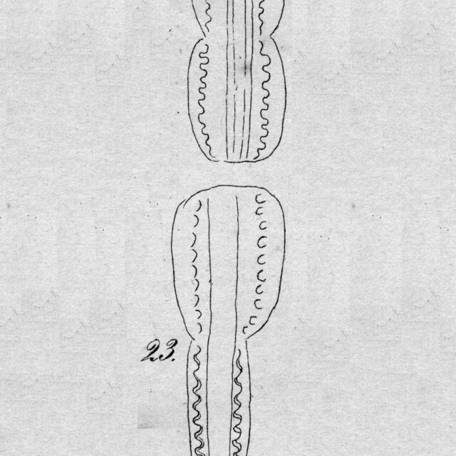 Entomoneis ornata orig illus