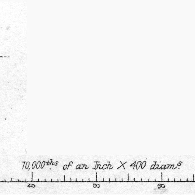 Entomoneis paludosa orig illus