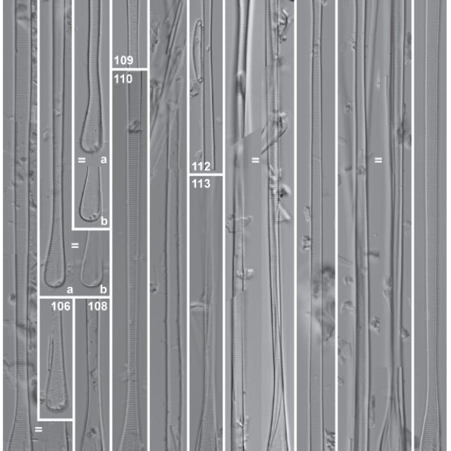 Eunotia spathulata orig illus