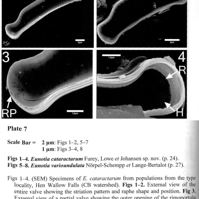 Eunotia cataractarum orig illus 2