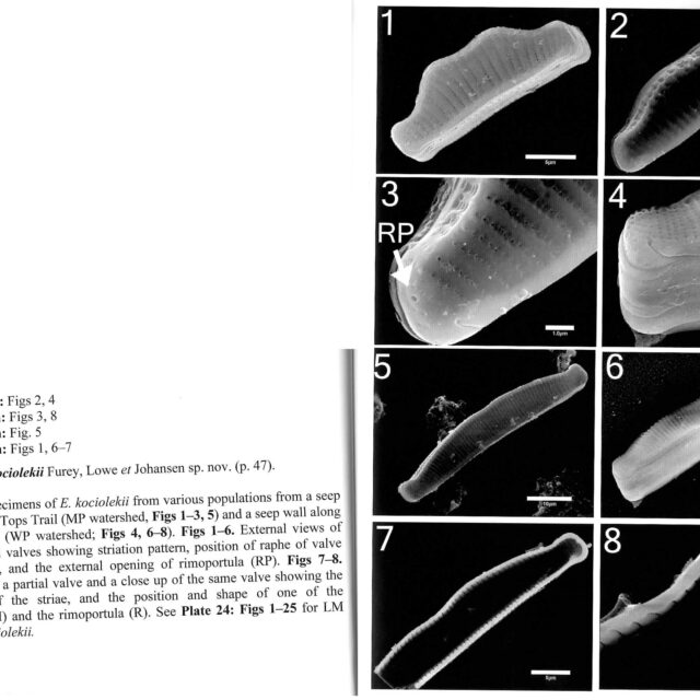 Eunotia Kciolekii Platescan Ii