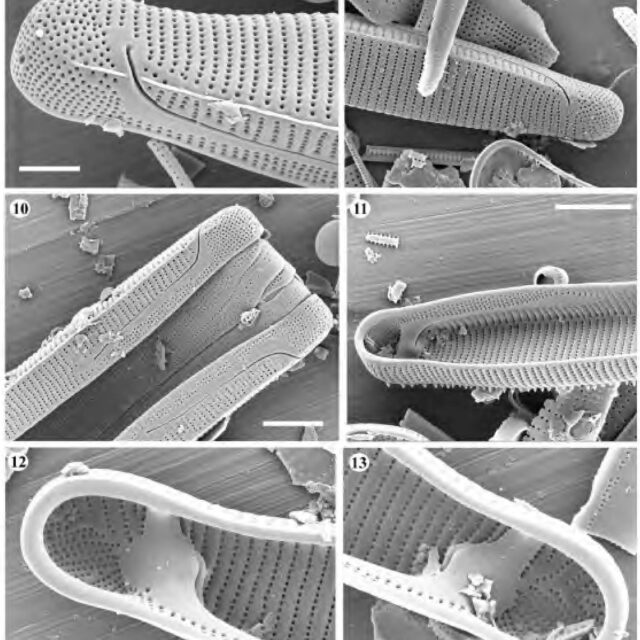 Eunotia Lewisii  Orig Ill2