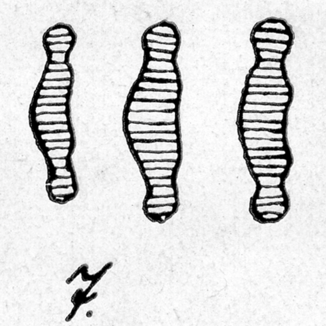 Eunotia Microcephala  Orig Ill