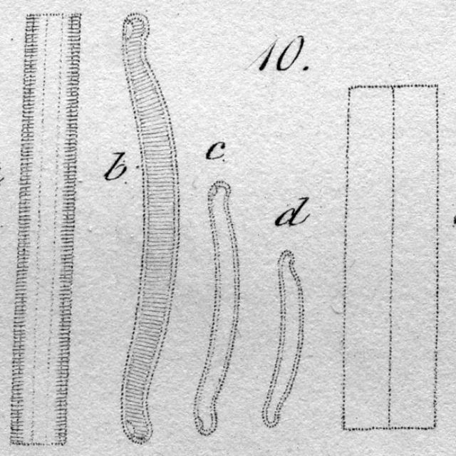 Eunotia paludosa orig illus