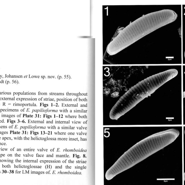 Eunotia papilioforma orig illus