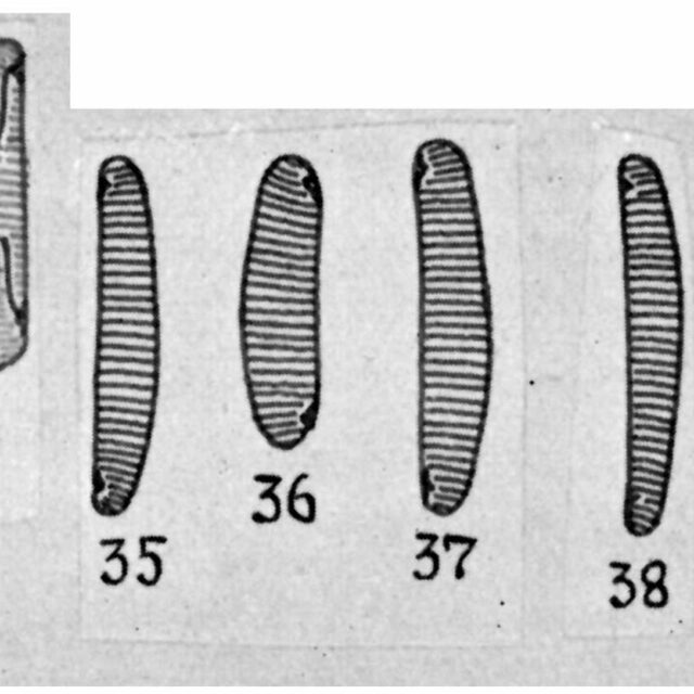 Eunotia rhomboidea orig illus