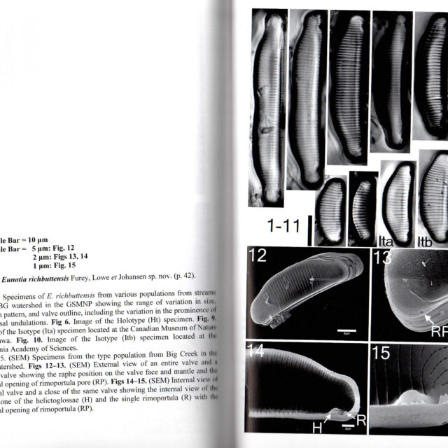 Eunotia richbuttensis orig illus