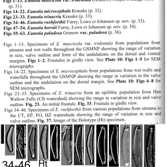 Eunotia rushforthii orig illus