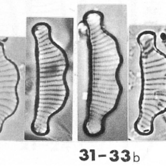 Eunotia satelles orig illus 2