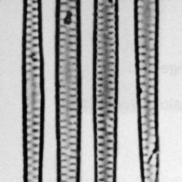 Fragilaria amphicephaloides orig illus