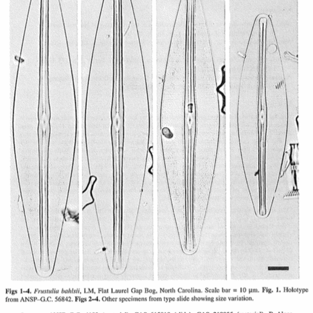 Frustulia bahlsii orig illus