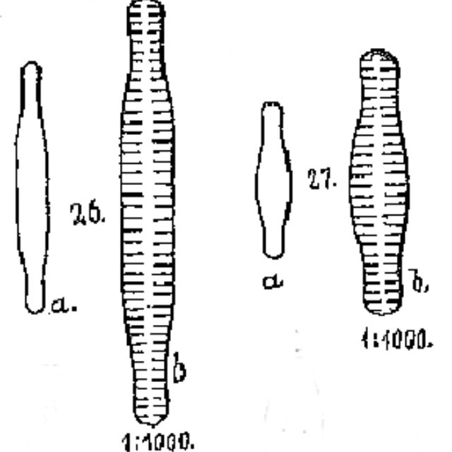 Fragilaria bicapitata orig illus