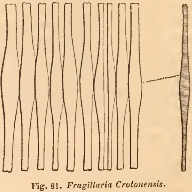 Fragilaria cotonensis orig illus