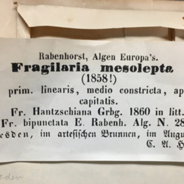 Fragilaria mesolepta orig illus