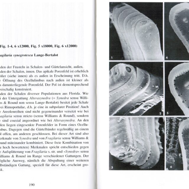 Fragilaria synegrotesca orig illus 4