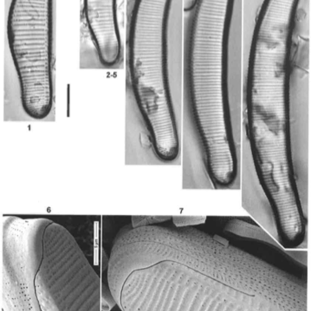 Eunotia metamonodon orig illus 2