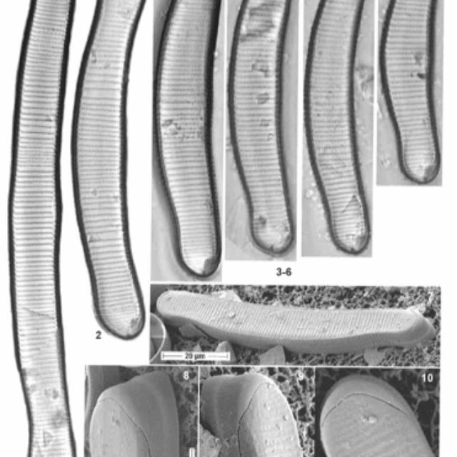 Eunotia metamonodon orig illus 3