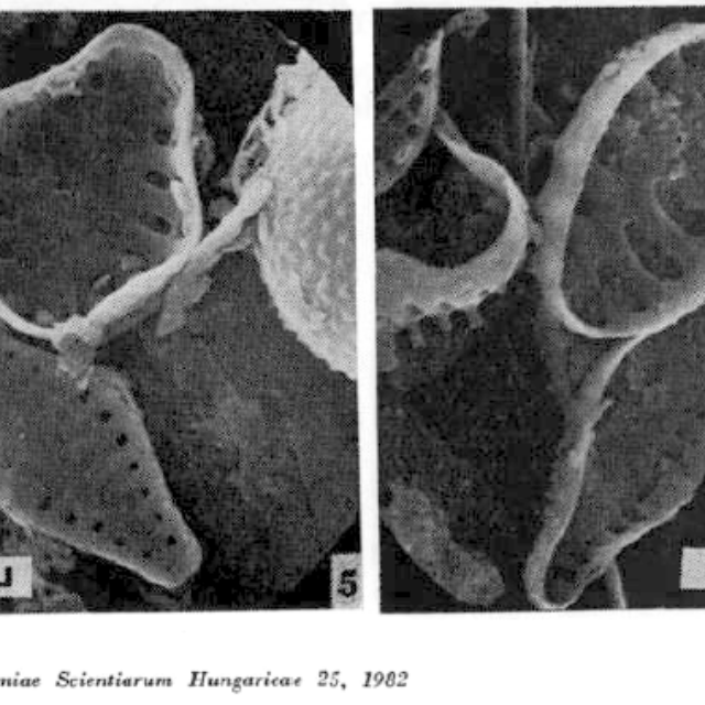 Fragilaria microstriata orig illus