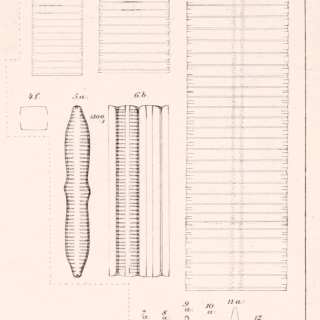 Fragilaria Bidens  Heiberg 1863  Plate5 Fig14