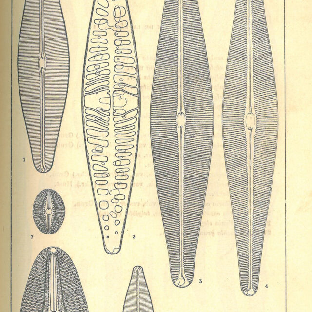 Navicula pampeana orig illus