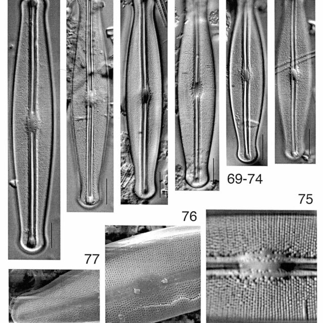 Frustulia esandalliae orig illus