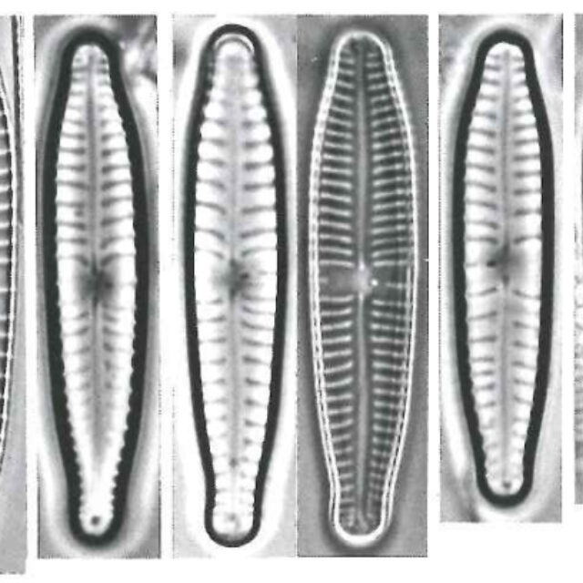 G Sarcophagus Lectotypes