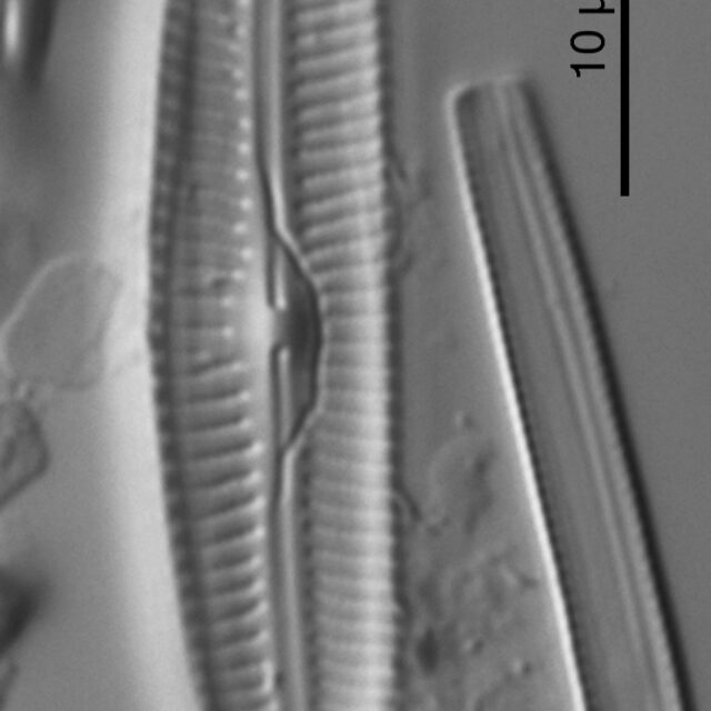 Cymbella fluminea HOLOTYPE