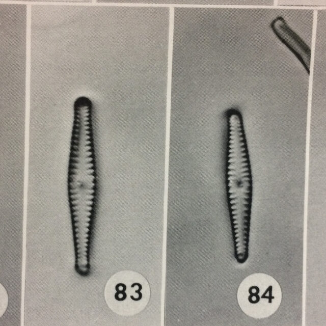 Gosiperiorense  Orimage