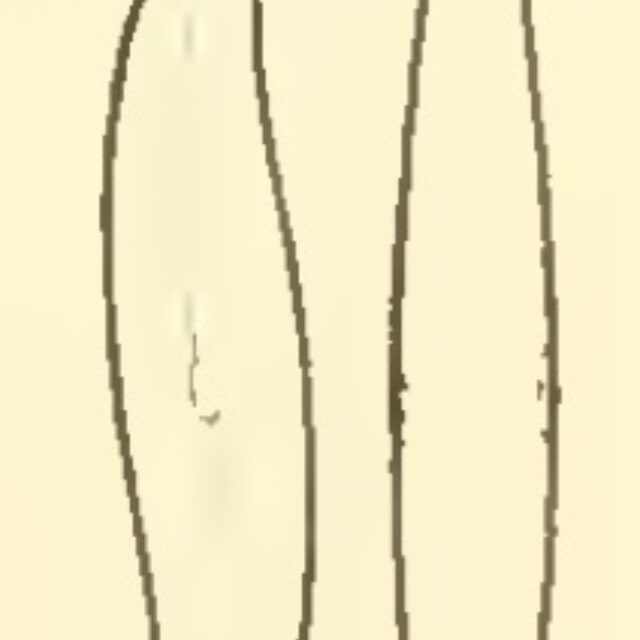 Gomphonema acuminatum orig illus