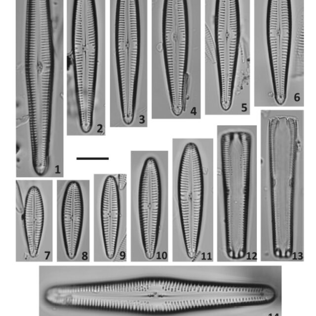 Gomphonema californicum orig illus