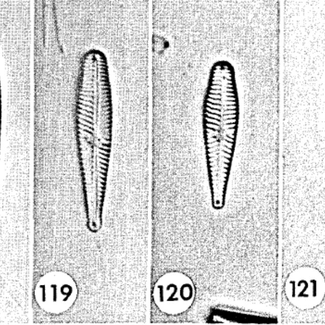 Gomphonema geitleri orig illus