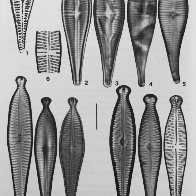 Gomphonema pseudosphaerophorum orig illus