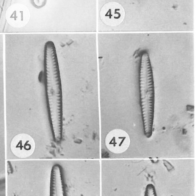 G Pygmaeum Origillus