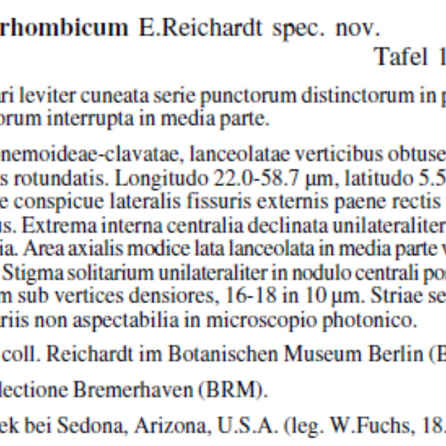 Gomph Amerhobicum  Orig Descr