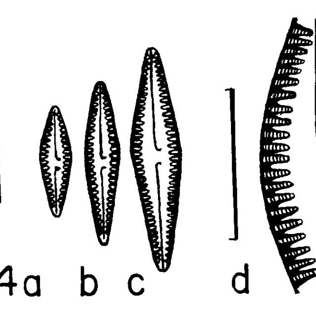 Gomph Louisiananum Origimag002