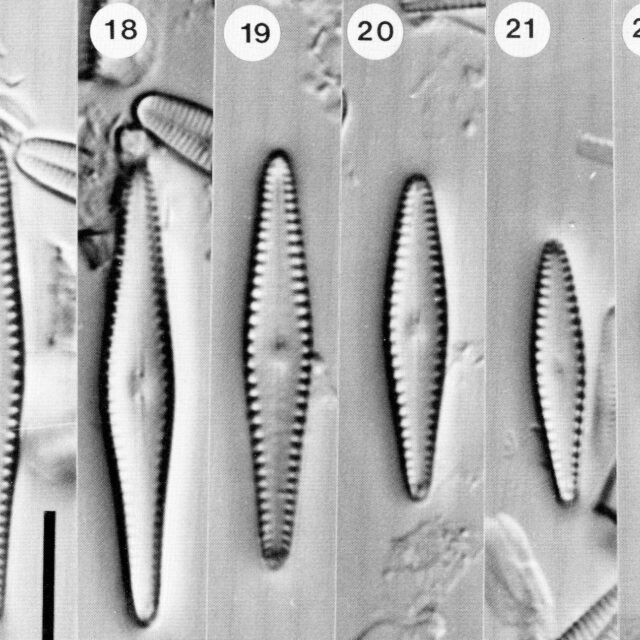 Gomph Patricki Origimag  Lm002