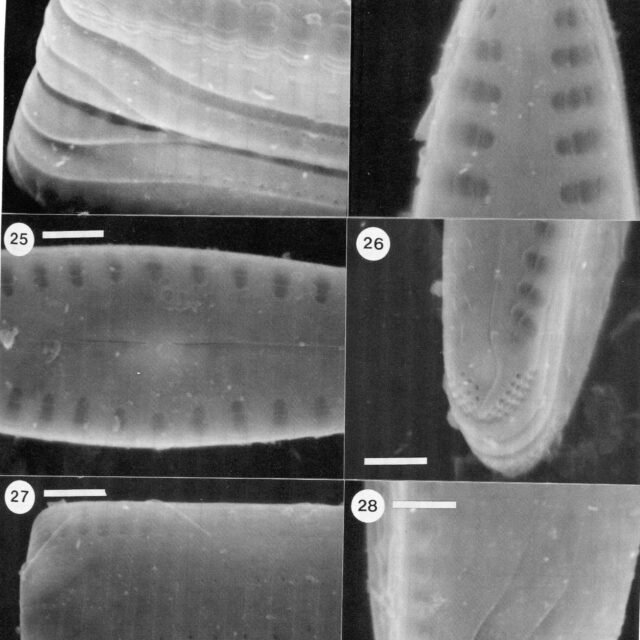 Gomph Patricki Origimag  Sem1003