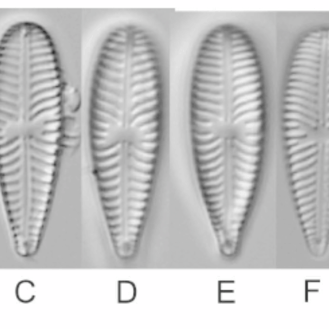 Gomphonella Olivacea Lectotype