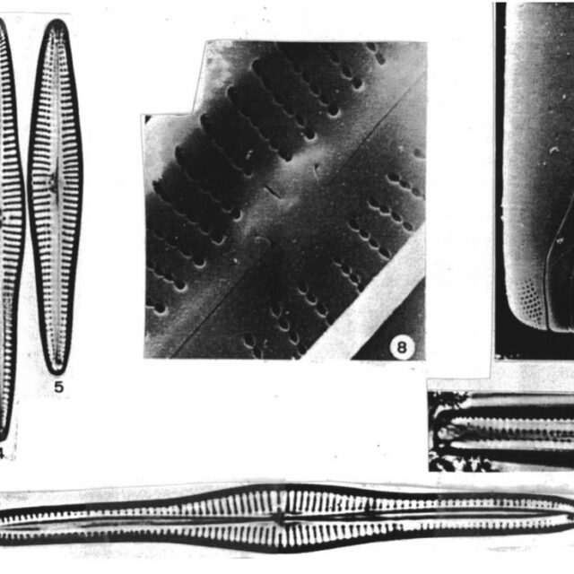 Gomphonema vibrioides orig illus