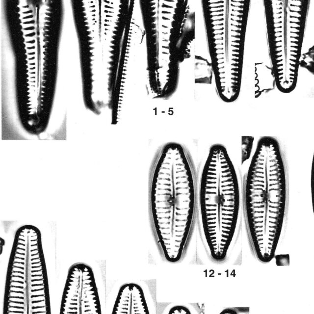 Gomphonema Americobtusatum Origimag001