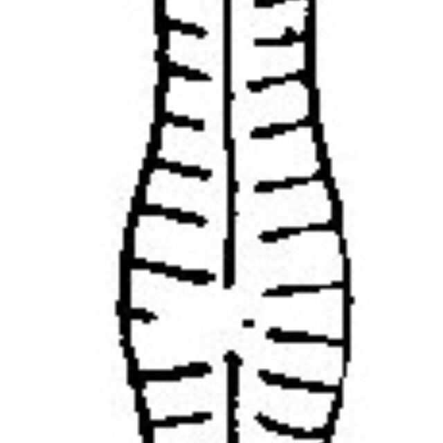 Gomphonema Distans Origimag001