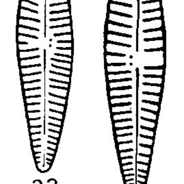 Gomphonema Duplipunctatum Origimag001