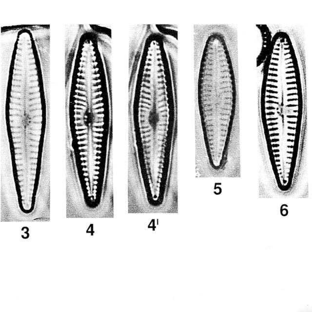 Gomphonema Duplipunctatum Origimag002