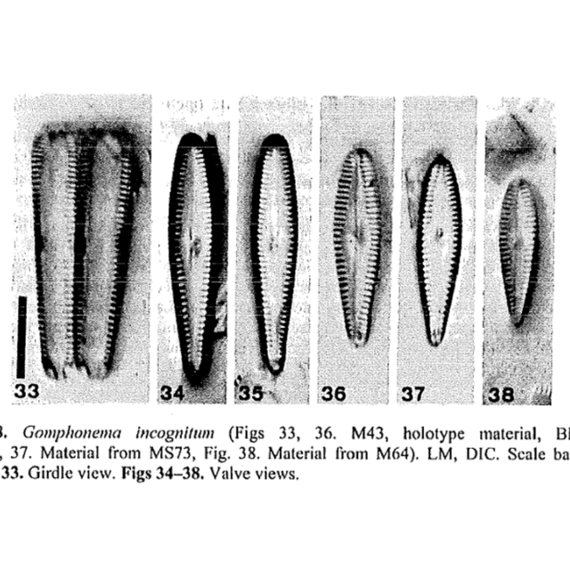 Gomphonema Incognito Img